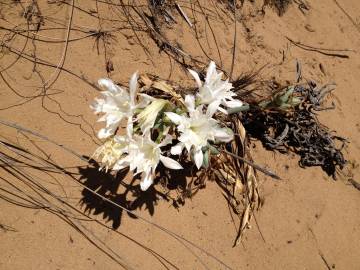 Fotografia da espécie Pancratium maritimum