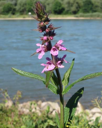 Fotografia de capa Stachys palustris - do Jardim Botânico