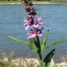 Fotografia 1 da espécie Stachys palustris do Jardim Botânico UTAD