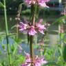 Fotografia 3 da espécie Stachys palustris do Jardim Botânico UTAD