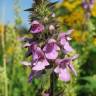 Fotografia 7 da espécie Stachys palustris do Jardim Botânico UTAD