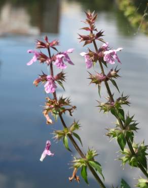 Fotografia 8 da espécie Stachys palustris no Jardim Botânico UTAD