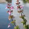 Fotografia 8 da espécie Stachys palustris do Jardim Botânico UTAD