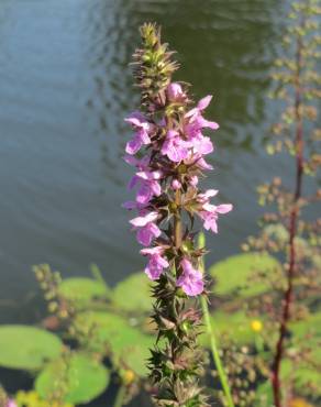 Fotografia 9 da espécie Stachys palustris no Jardim Botânico UTAD