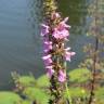 Fotografia 9 da espécie Stachys palustris do Jardim Botânico UTAD