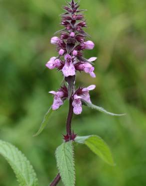 Fotografia 10 da espécie Stachys palustris no Jardim Botânico UTAD