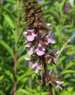 Fotografia 11 da espécie Stachys palustris no Jardim Botânico UTAD