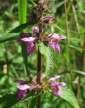 Fotografia 13 da espécie Stachys palustris no Jardim Botânico UTAD