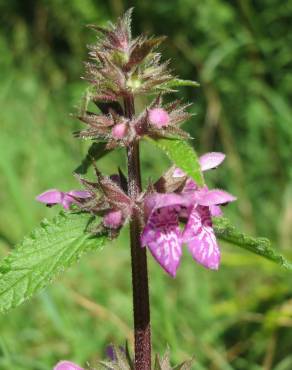 Fotografia 14 da espécie Stachys palustris no Jardim Botânico UTAD