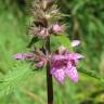 Fotografia 14 da espécie Stachys palustris do Jardim Botânico UTAD