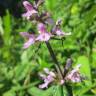 Fotografia 15 da espécie Stachys palustris do Jardim Botânico UTAD