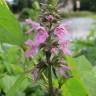 Fotografia 16 da espécie Stachys palustris do Jardim Botânico UTAD