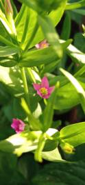 Fotografia da espécie Centaurium pulchellum subesp. tenuiflorum