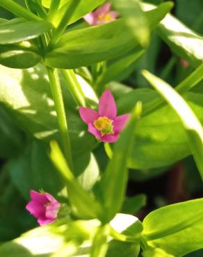 Fotografia 7 da espécie Centaurium pulchellum subesp. tenuiflorum no Jardim Botânico UTAD