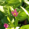 Fotografia 7 da espécie Centaurium pulchellum subesp. tenuiflorum do Jardim Botânico UTAD