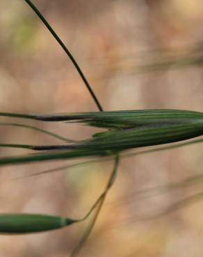 Fotografia 7 da espécie Avena barbata subesp. barbata no Jardim Botânico UTAD