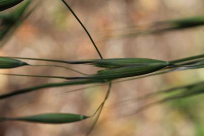 Fotografia da espécie Avena barbata subesp. barbata