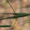 Fotografia 7 da espécie Avena barbata subesp. barbata do Jardim Botânico UTAD