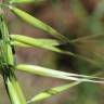 Fotografia 8 da espécie Avena barbata subesp. barbata do Jardim Botânico UTAD