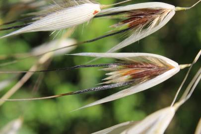 Fotografia da espécie Avena barbata subesp. barbata