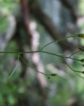 Fotografia 3 da espécie Crepis lampsanoides no Jardim Botânico UTAD