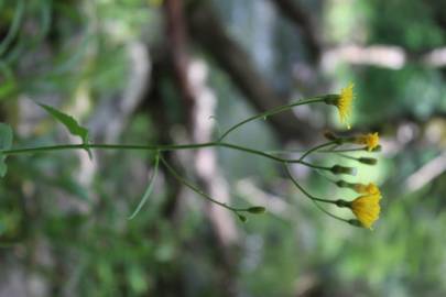 Fotografia da espécie Crepis lampsanoides