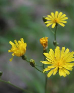 Fotografia 4 da espécie Crepis lampsanoides no Jardim Botânico UTAD