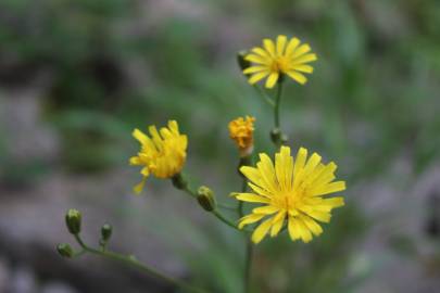 Fotografia da espécie Crepis lampsanoides