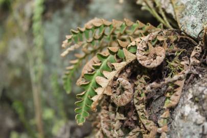 Fotografia da espécie Asplenium ceterach