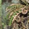 Fotografia 15 da espécie Asplenium ceterach do Jardim Botânico UTAD