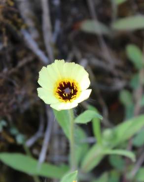 Fotografia 6 da espécie Hispidella hispanica no Jardim Botânico UTAD