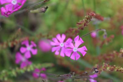 Fotografia da espécie Silene scabriflora subesp. scabriflora