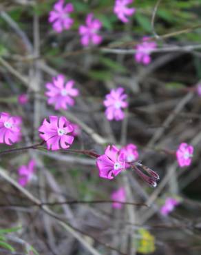 Fotografia 10 da espécie Silene scabriflora subesp. scabriflora no Jardim Botânico UTAD