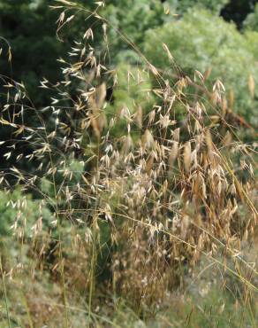 Fotografia 12 da espécie Stipa gigantea no Jardim Botânico UTAD