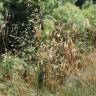 Fotografia 12 da espécie Stipa gigantea do Jardim Botânico UTAD