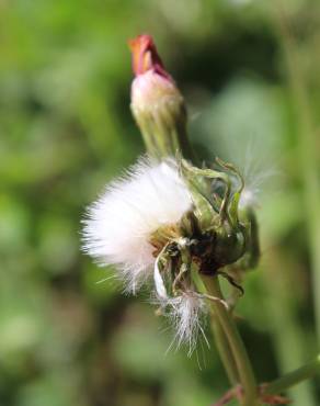 Fotografia 10 da espécie Sonchus asper subesp. asper no Jardim Botânico UTAD