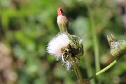 Fotografia da espécie Sonchus asper subesp. asper