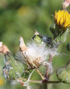 Fotografia 7 da espécie Sonchus oleraceus no Jardim Botânico UTAD