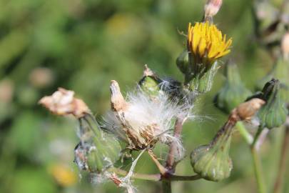 Fotografia da espécie Sonchus oleraceus