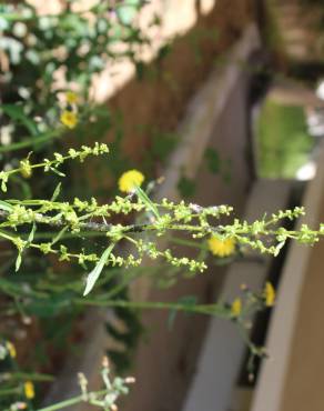 Fotografia 15 da espécie Rumex crispus no Jardim Botânico UTAD