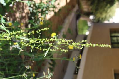 Fotografia da espécie Rumex crispus