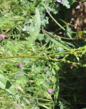 Fotografia 18 da espécie Rumex crispus no Jardim Botânico UTAD