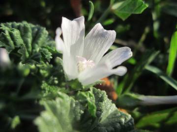 Fotografia da espécie Malva neglecta