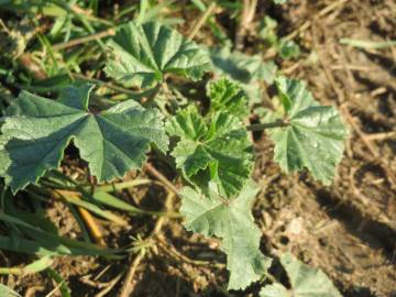 Fotografia da espécie Malva neglecta