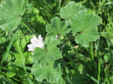 Fotografia da espécie Malva neglecta