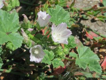 Fotografia da espécie Malva neglecta