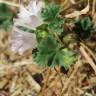 Fotografia 16 da espécie Malva neglecta do Jardim Botânico UTAD