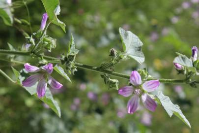 Fotografia da espécie Malva sylvestris