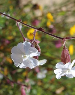 Fotografia 18 da espécie Silene latifolia no Jardim Botânico UTAD