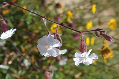 Fotografia da espécie Silene latifolia